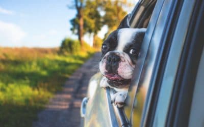 Has Your Dog Been in a Collision?
