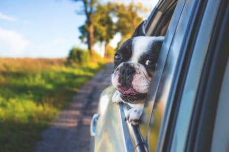 Has your dog been in a collision?