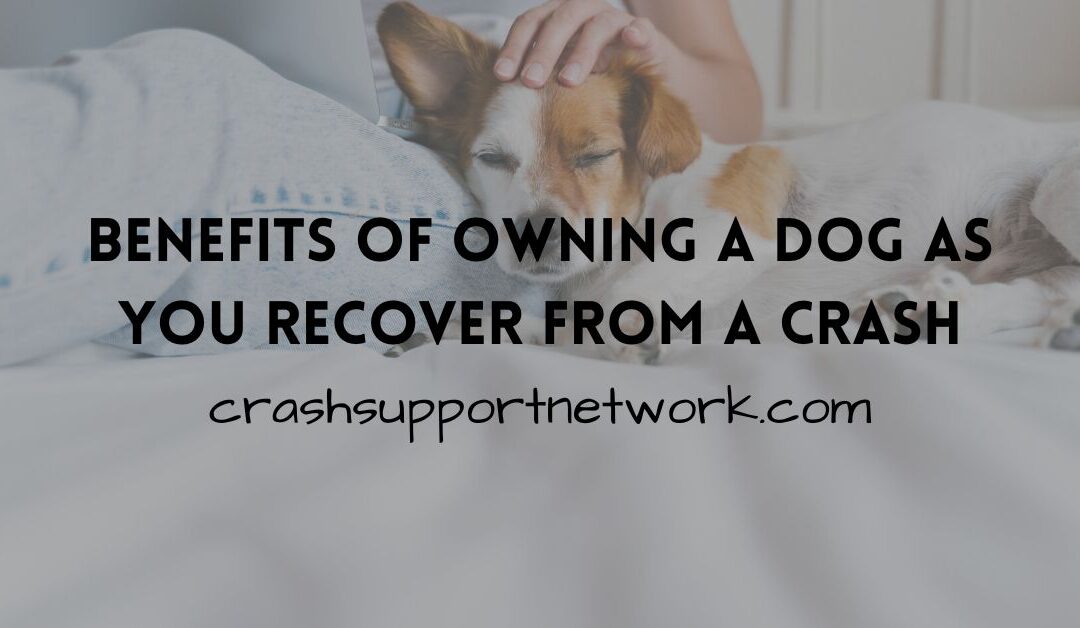 Benefits of Owning a Dog As You Recover From a Crash