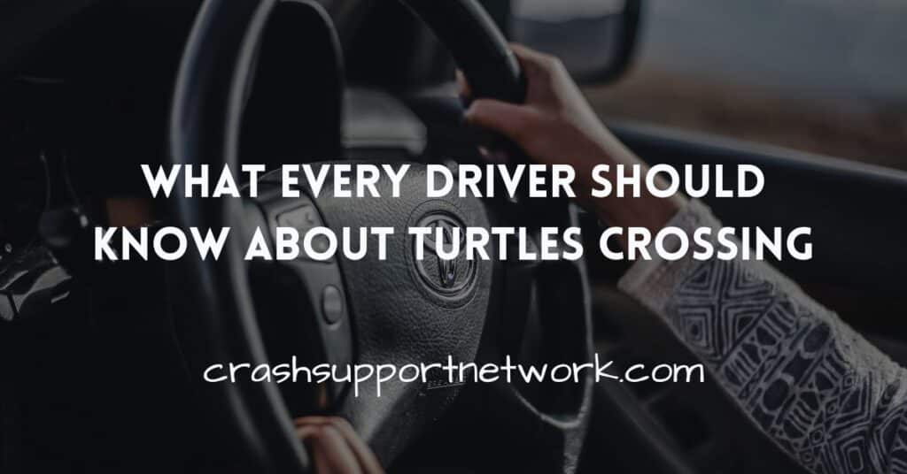 turtles