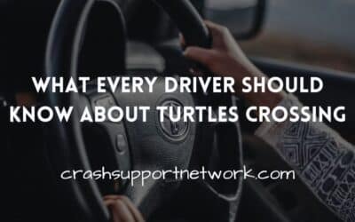 What Every Driver Should Know About Turtles Crossing
